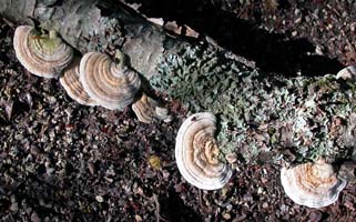 Lentinellus betulina.